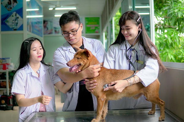 cao đẳng từ xa ngành thú y