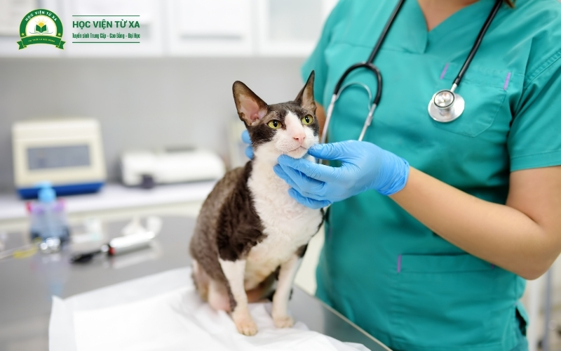 Văn bằng 2 ngành Thú y là gì và phù hợp với ai?
