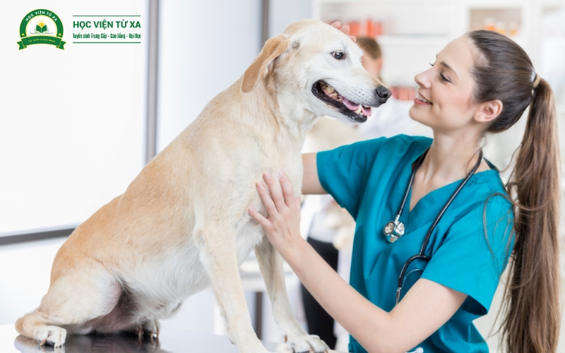 Trung cấp Thú y học gì? Có nặng lý thuyết không?