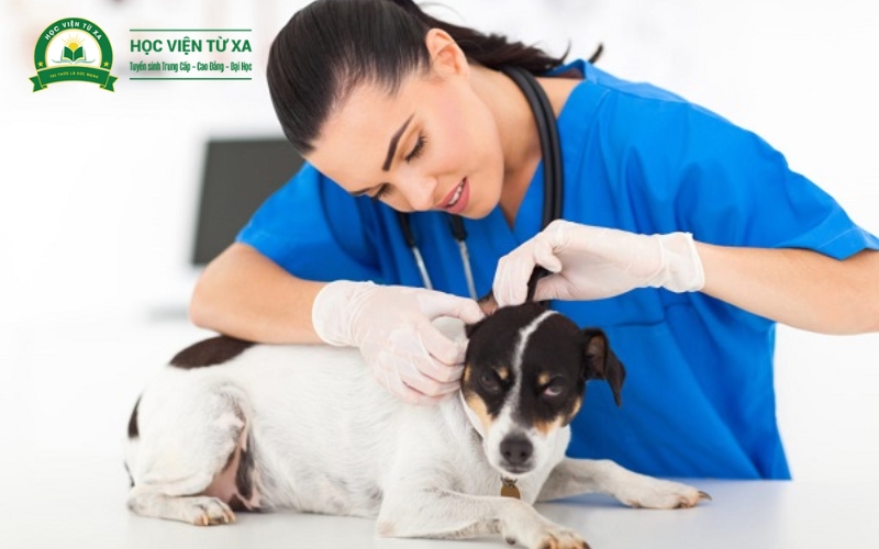 Học phí của Cao đẳng Thú Y bao nhiêu?