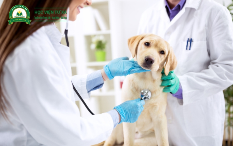 Tiêu chí chọn trường đào tạo Cao đẳng Thú Y