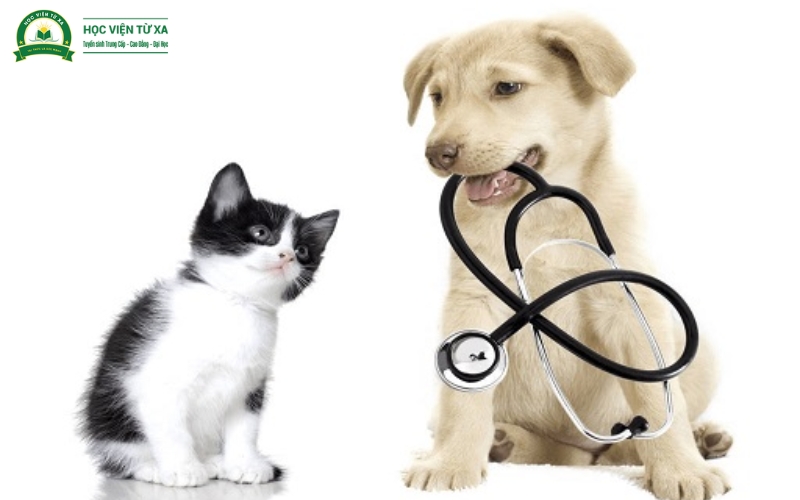 Công việc của Trung cấp Thú y sau khi ra trường là gì?