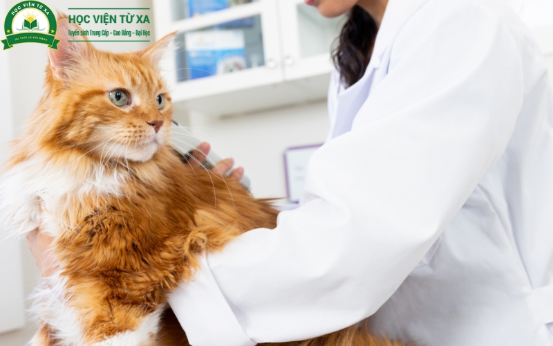 Triển vọng nghề nghiệp sau khi tốt nghiệp Cao đẳng Thú y