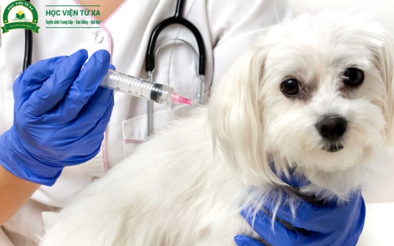 Học Cao đẳng Thú y có dễ xin việc không?