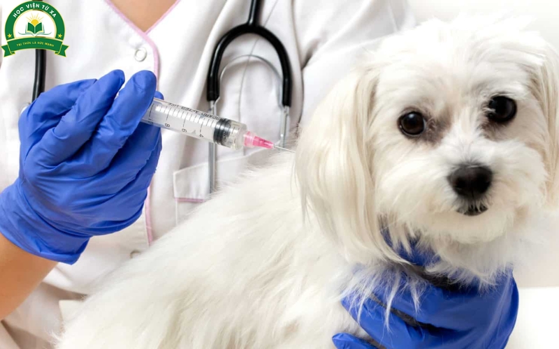 Tìm hiểu Trung cấp Thú y Cấp tốc là gì?