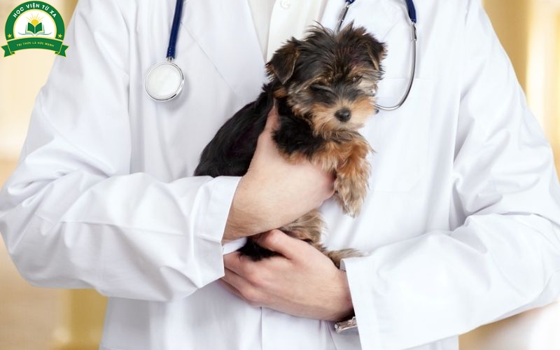 Vì sao người đi làm lại chọn học Trung cấp Thú y Cấp tốc?