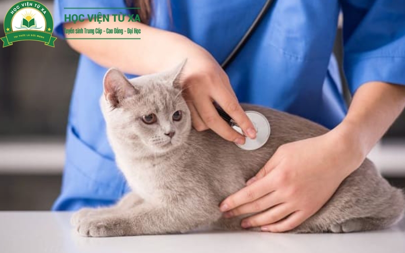 Người đi làm có thể học Liên thông Cao đẳng Thú y không?