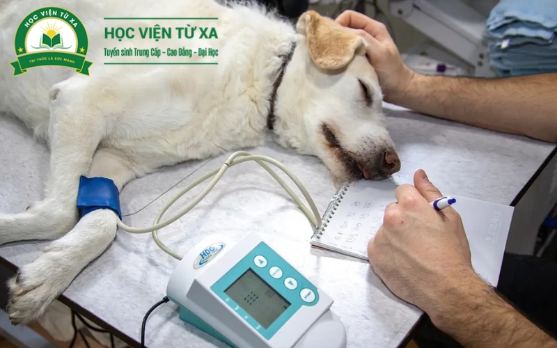 Chương trình đào tạo Liên thông ngành Bác sĩ Thú y học những gì?
