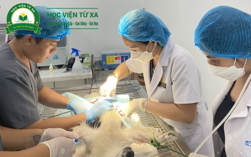 Lịch học Liên thông ngành Bác sĩ Thú y dành cho người đi làm