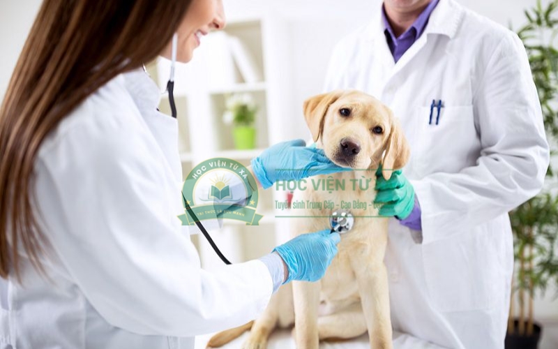 Tốt nghiệp ngành Thú y có thể làm việc ở đâu?