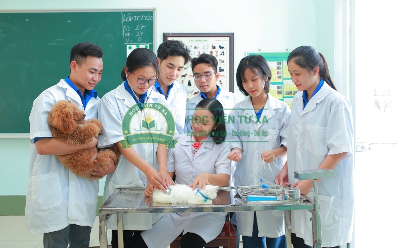 Có bằng Trung cấp Thú y ra trường làm những công việc gì?