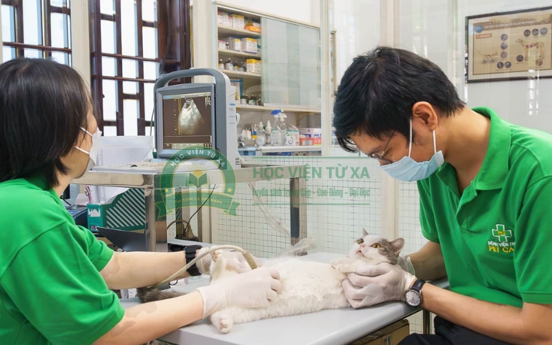 Học Trung cấp Thú y ra trường làm công việc gì?